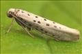 0431 (16.008) Yponomeuta sedella